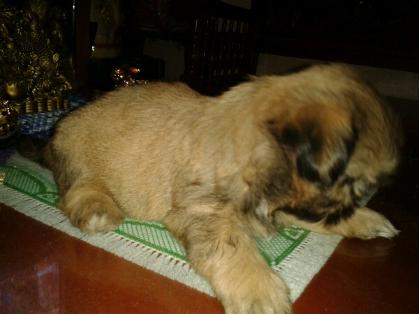 For Sale Shih tzu with PCCI license